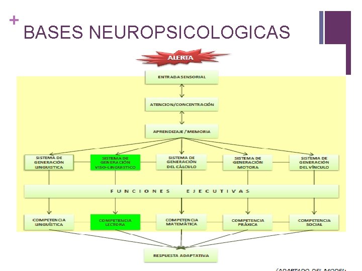 + BASES NEUROPSICOLOGICAS 