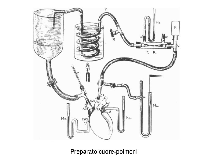 Preparato cuore-polmoni 