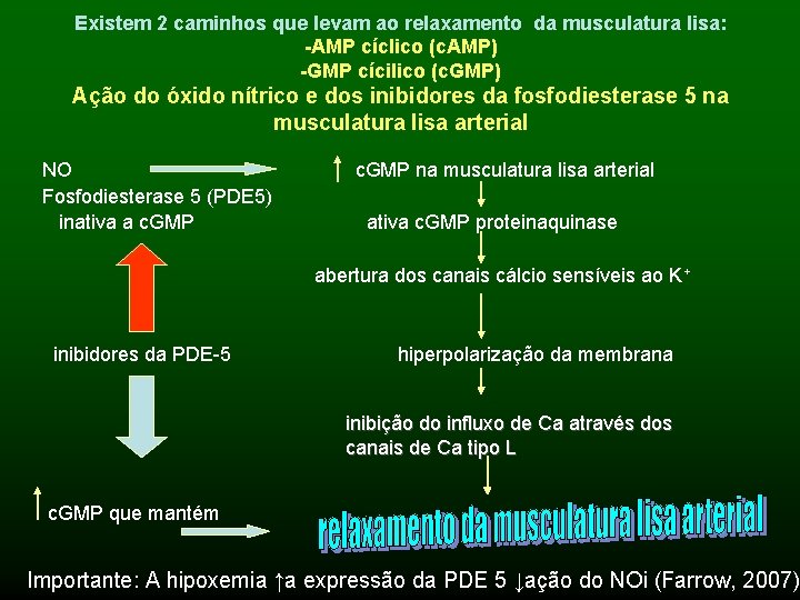 Existem 2 caminhos que levam ao relaxamento da musculatura lisa: -AMP cíclico (c. AMP)