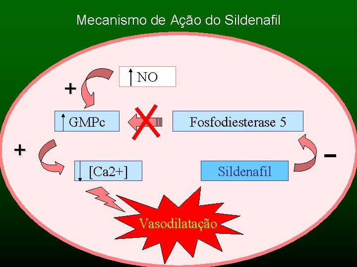 Mecanismo de Ação do Sildenafil NO + GMPc + Fosfodiesterase 5 [Ca 2+] Sildenafil