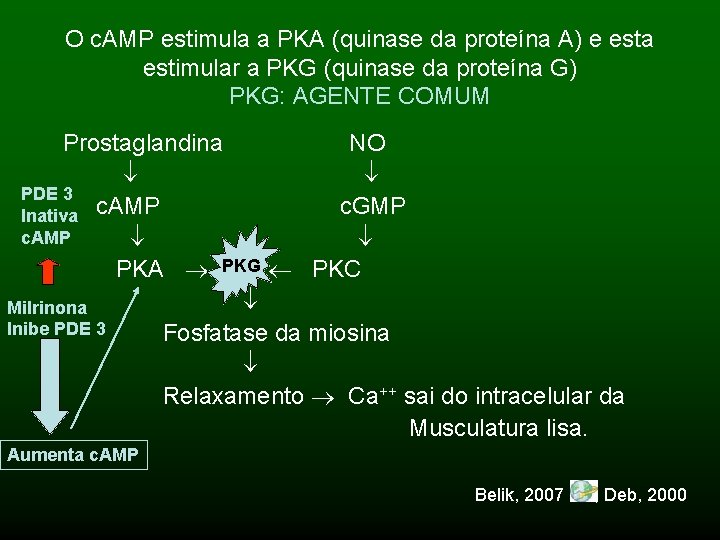 O c. AMP estimula a PKA (quinase da proteína A) e esta estimular a