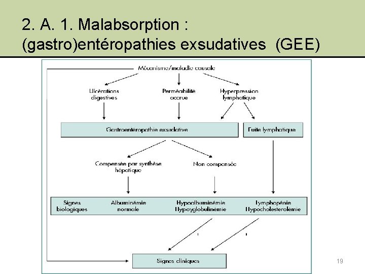 2. A. 1. Malabsorption : (gastro)entéropathies exsudatives (GEE) 19 