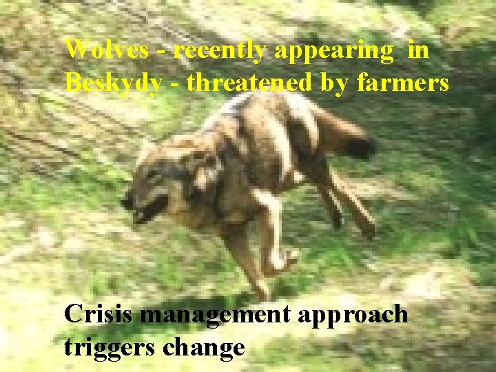 Wolves - recently appearing in Beskydy - threatened by farmers Crisis management approach triggers