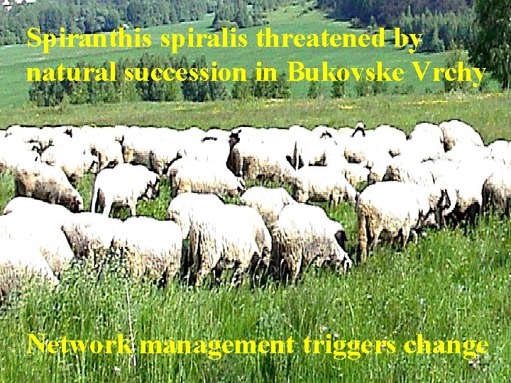 Spiranthis spiralis threatened by natural succession in Bukovske Vrchy Network management triggers change 