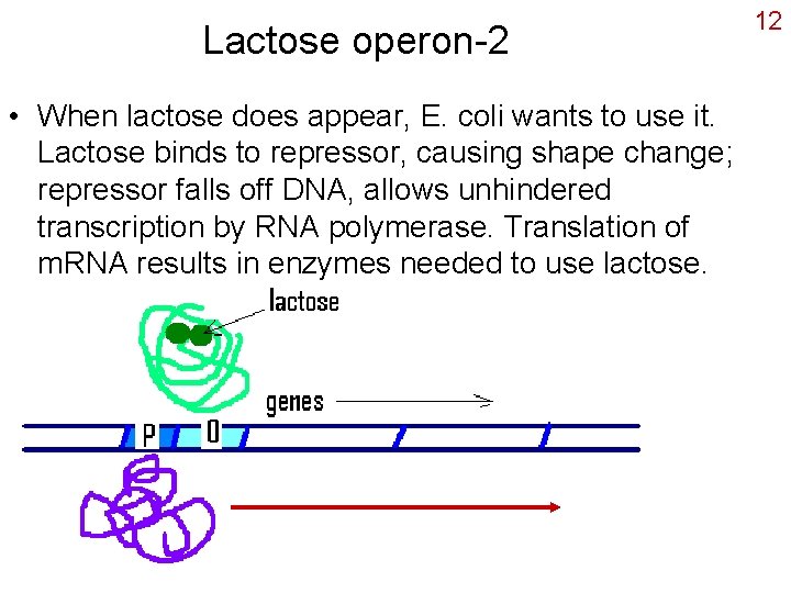 Lactose operon-2 • When lactose does appear, E. coli wants to use it. Lactose