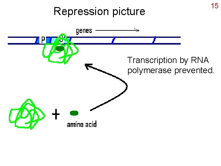 Repression picture 15 Transcription by RNA polymerase prevented. 