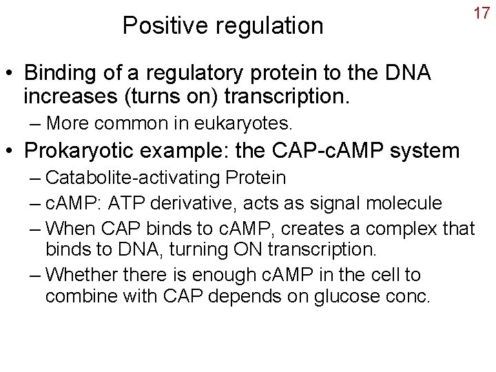 Positive regulation 17 • Binding of a regulatory protein to the DNA increases (turns