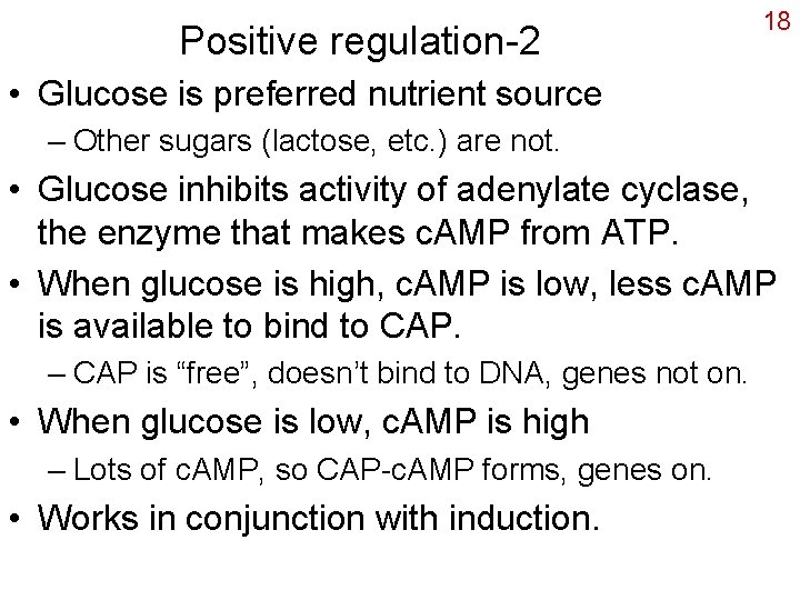 Positive regulation-2 18 • Glucose is preferred nutrient source – Other sugars (lactose, etc.