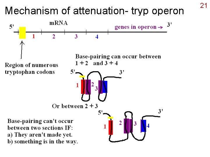 Mechanism of attenuation- tryp operon 21 