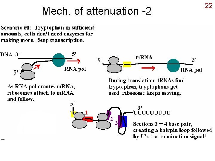 Mech. of attenuation -2 22 