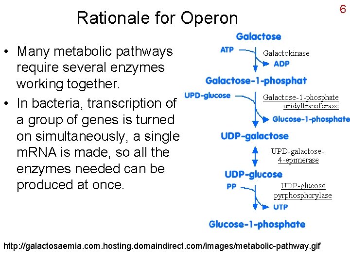 Rationale for Operon • Many metabolic pathways require several enzymes working together. • In