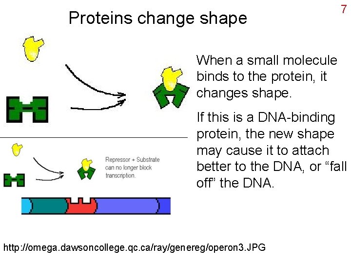 Proteins change shape 7 When a small molecule binds to the protein, it changes