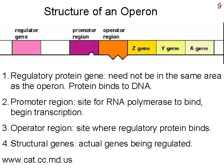 Structure of an Operon 9 1. Regulatory protein gene: need not be in the