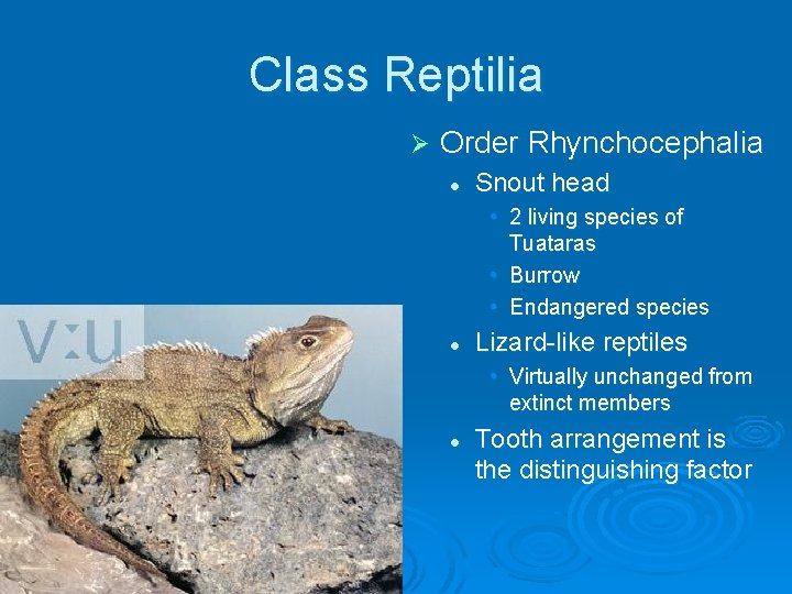 Class Reptilia Ø Order Rhynchocephalia l Snout head • 2 living species of Tuataras