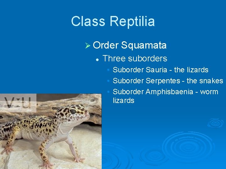 Class Reptilia Ø Order Squamata l Three suborders • • • Suborder Sauria -