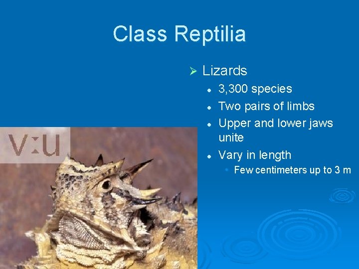 Class Reptilia Ø Lizards l l 3, 300 species Two pairs of limbs Upper