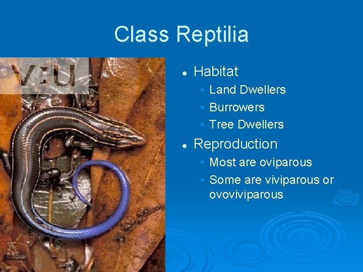 Class Reptilia l Habitat • • • l Land Dwellers Burrowers Tree Dwellers Reproduction