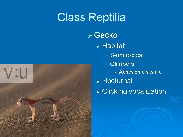 Class Reptilia Ø Gecko l Habitat • Semitropical • Climbers l l l Adhesion