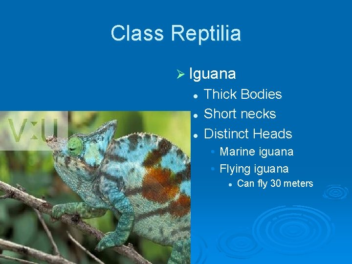 Class Reptilia Ø Iguana l l l Thick Bodies Short necks Distinct Heads •