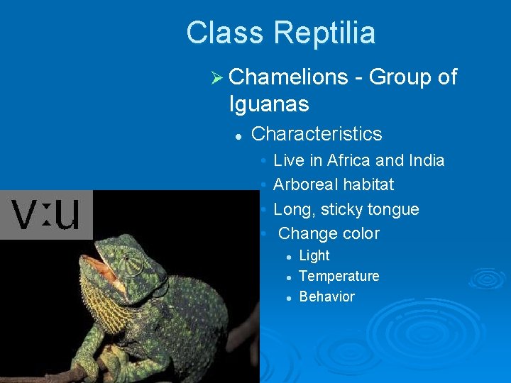 Class Reptilia Ø Chamelions - Group of Iguanas l Characteristics • • Live in