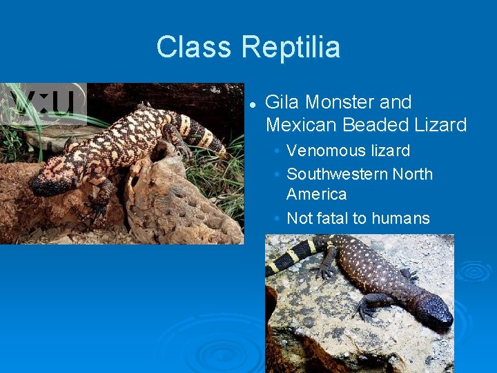 Class Reptilia l Gila Monster and Mexican Beaded Lizard • Venomous lizard • Southwestern