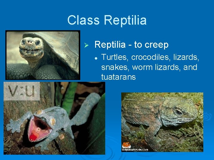 Class Reptilia Ø Reptilia - to creep l Turtles, crocodiles, lizards, snakes, worm lizards,