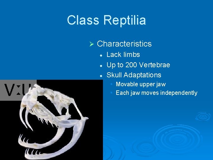 Class Reptilia Ø Characteristics l l l Lack limbs Up to 200 Vertebrae Skull