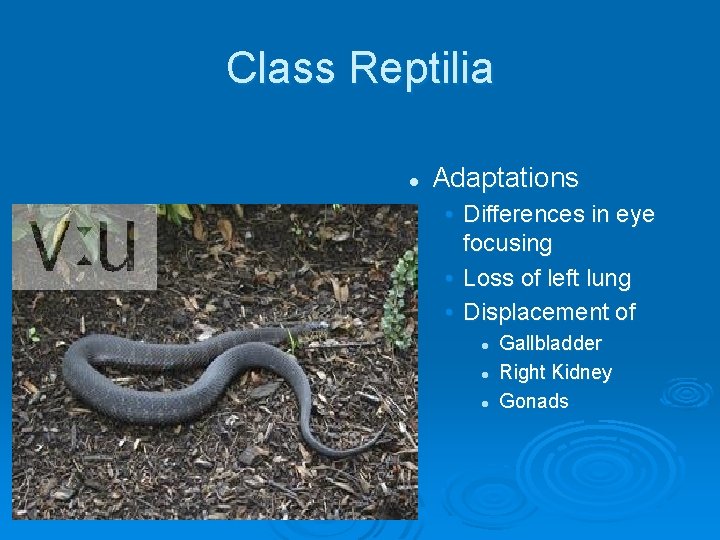 Class Reptilia l Adaptations • Differences in eye focusing • Loss of left lung