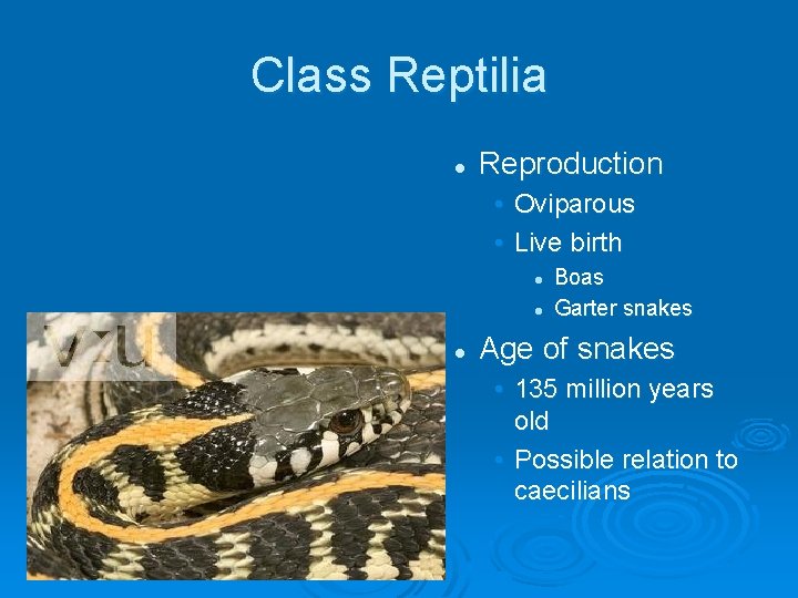 Class Reptilia l Reproduction • Oviparous • Live birth l l l Boas Garter