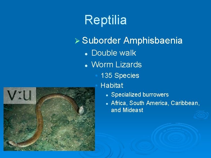 Reptilia Ø Suborder Amphisbaenia l l Double walk Worm Lizards • 135 Species •