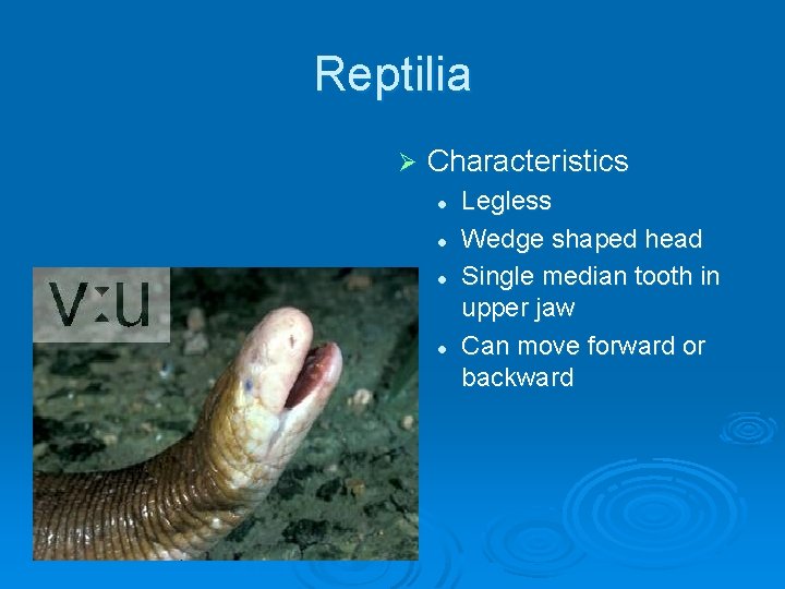 Reptilia Ø Characteristics l l Legless Wedge shaped head Single median tooth in upper