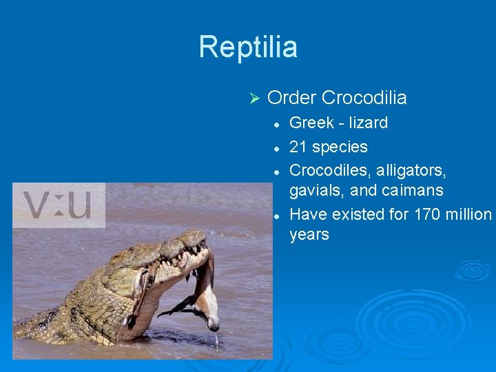 Reptilia Ø Order Crocodilia l l Greek - lizard 21 species Crocodiles, alligators, gavials,
