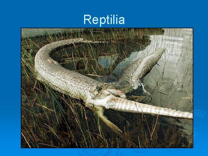 Reptilia 