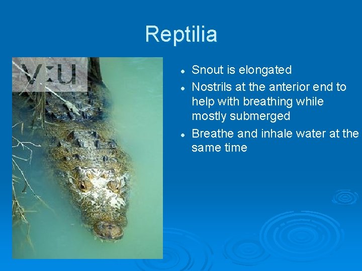 Reptilia l l l Snout is elongated Nostrils at the anterior end to help