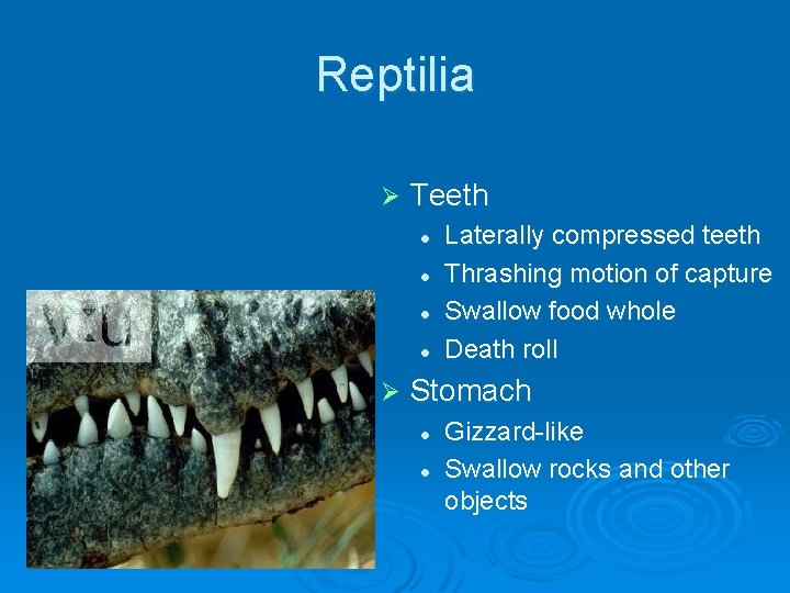 Reptilia Ø Teeth l l Ø Laterally compressed teeth Thrashing motion of capture Swallow