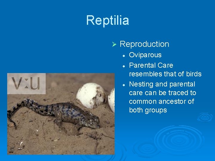 Reptilia Ø Reproduction l l l Oviparous Parental Care resembles that of birds Nesting