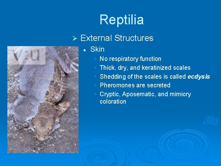 Reptilia Ø External Structures l Skin • • • No respiratory function Thick, dry,