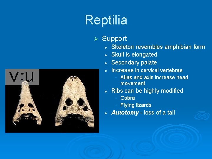 Reptilia Ø Support l l Skeleton resembles amphibian form Skull is elongated Secondary palate