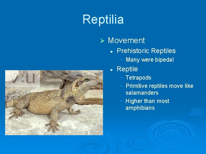 Reptilia Ø Movement l Prehistoric Reptiles • Many were bipedal l Reptile • Tetrapods