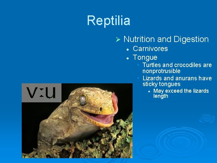 Reptilia Ø Nutrition and Digestion l l Carnivores Tongue • Turtles and crocodiles are