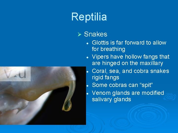 Reptilia Ø Snakes l l l Glottis is far forward to allow for breathing