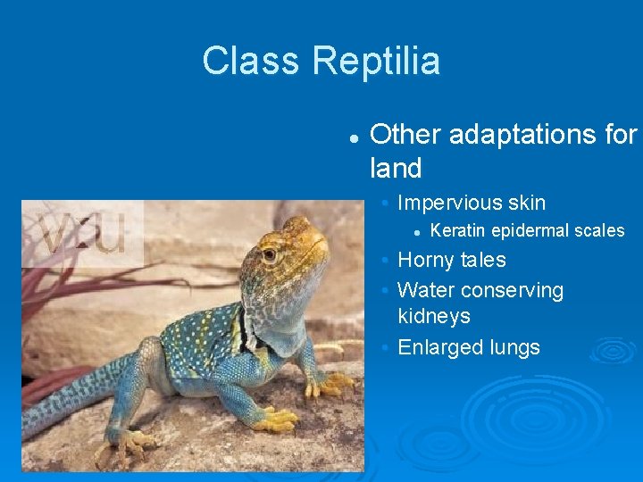 Class Reptilia l Other adaptations for land • Impervious skin l Keratin epidermal scales