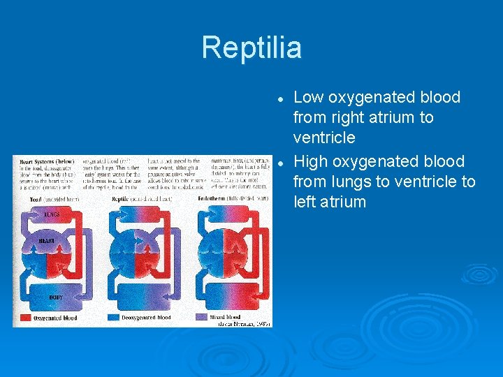 Reptilia l l Low oxygenated blood from right atrium to ventricle High oxygenated blood