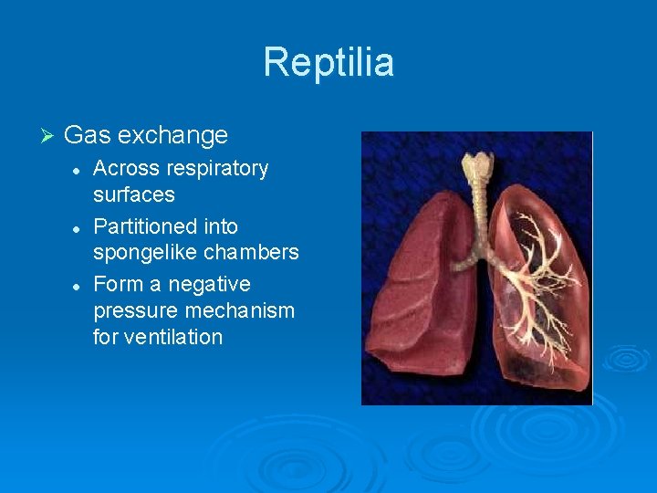 Reptilia Ø Gas exchange l l l Across respiratory surfaces Partitioned into spongelike chambers