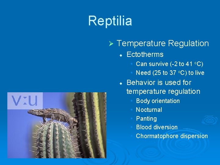 Reptilia Ø Temperature Regulation l Ectotherms • Can survive (-2 to 41 o. C)