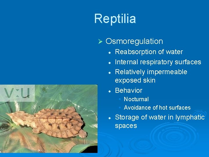 Reptilia Ø Osmoregulation l l Reabsorption of water Internal respiratory surfaces Relatively impermeable exposed