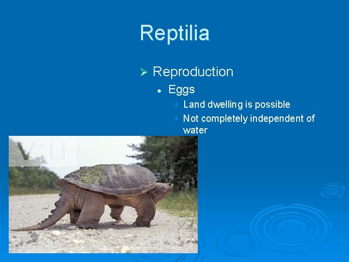 Reptilia Ø Reproduction l Eggs • Land dwelling is possible • Not completely independent