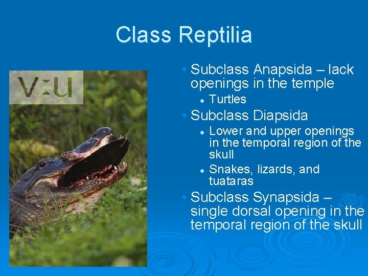 Class Reptilia • Subclass Anapsida – lack openings in the temple l Turtles •