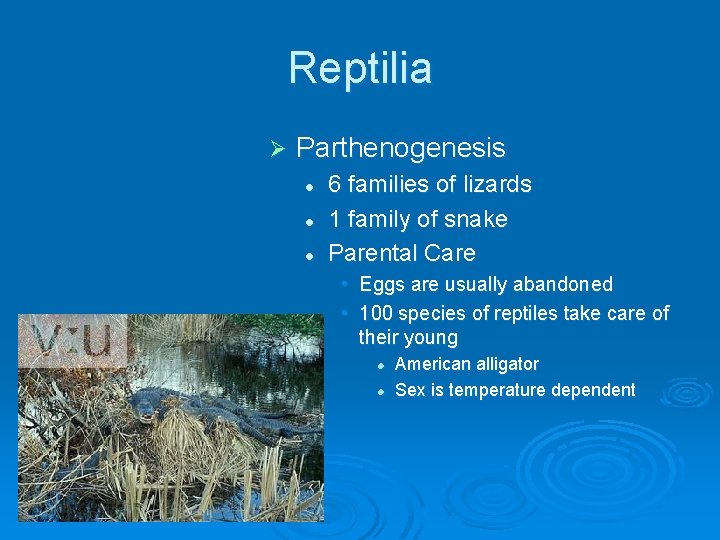 Reptilia Ø Parthenogenesis l l l 6 families of lizards 1 family of snake