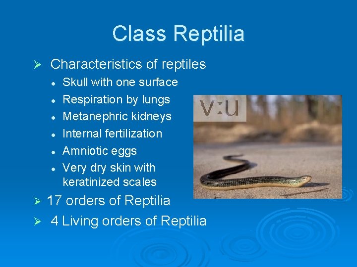 Class Reptilia Ø Characteristics of reptiles l l l Skull with one surface Respiration